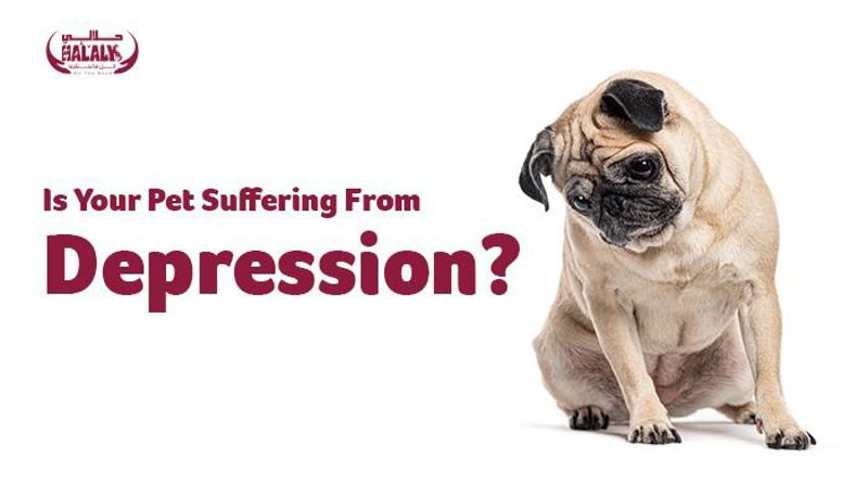 Is Your Pet Suffering From animal depression? Signs, Causes, and Simple Solutions